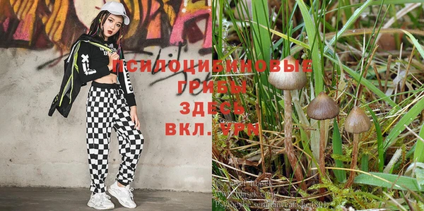 spice Арсеньев