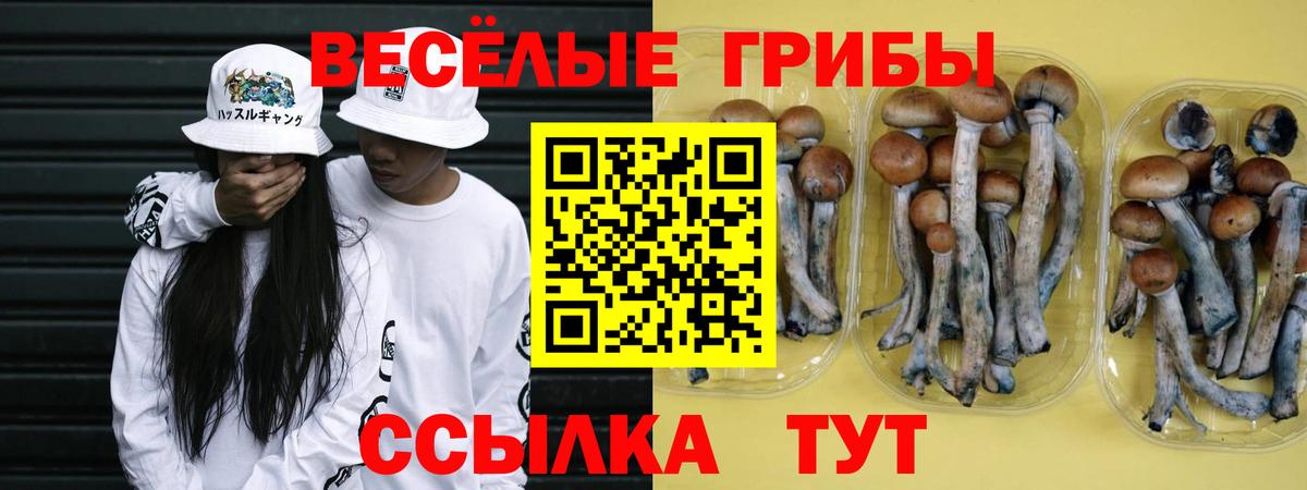 Галлюциногенные грибы Psilocybe Мурманск
